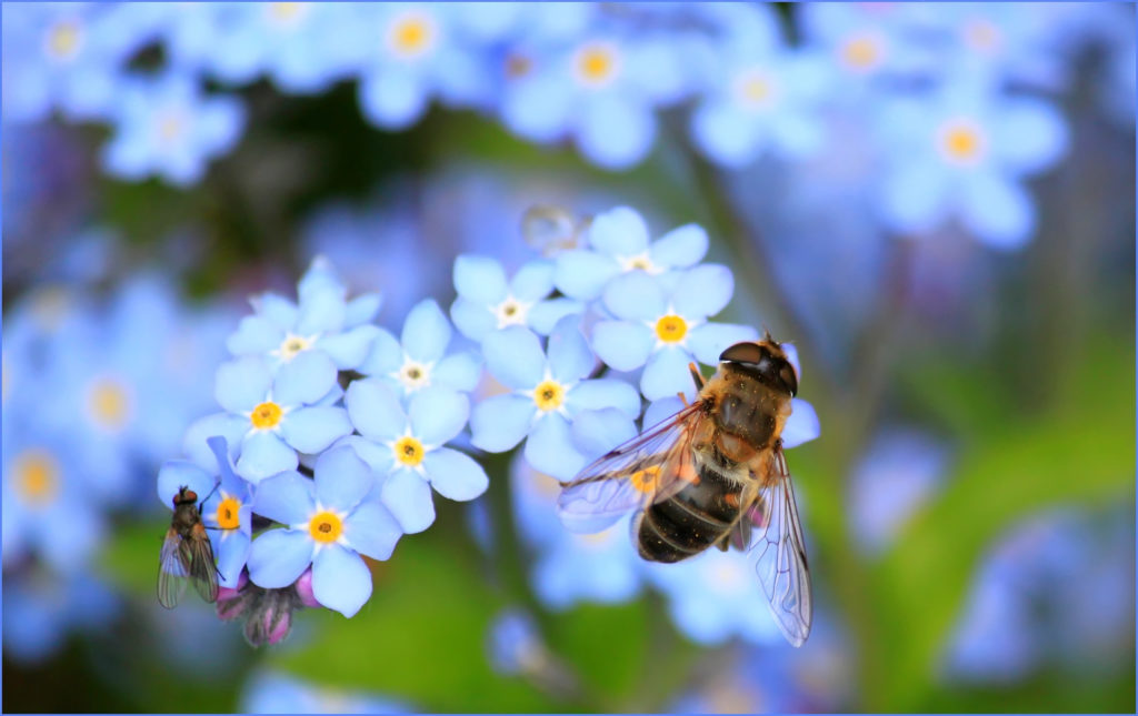 Ozkoi bees