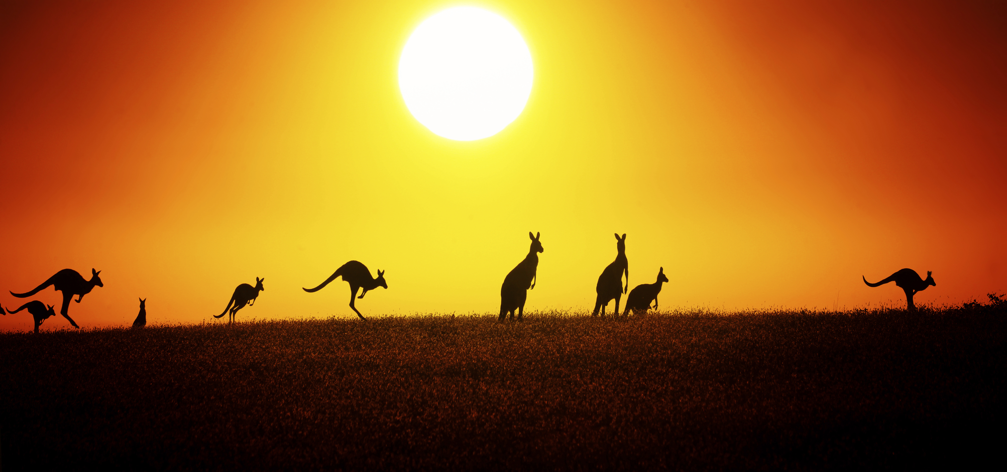 Australia kangaroo Ozkoi